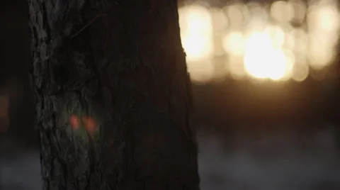 Winter Forest Trees, Dolly, Sunrise 02 Stock-Footage 33667598