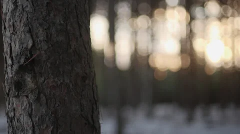 Winter Forest Trees, Dolly, Sunrise 03 Stock-Footage 33667599