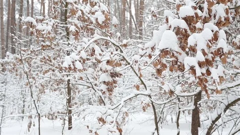 Winter forest. Trees with dry leaves under the snow. Stockbeeldmateriaal 72527613