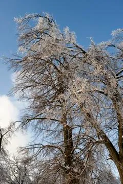 Winter forest trees in ice Foto stock