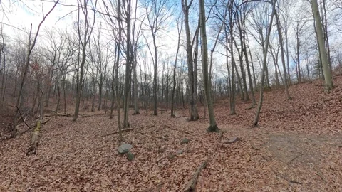 Winter forest trees with no leaves 動画素材 294706881