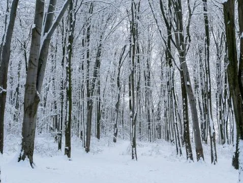 Winter forest trees Stock Photos