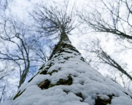 Winter forest trees Stock Photos