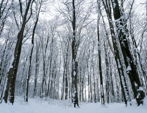 Winter forest trees Stock Photos