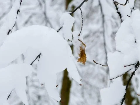 Winter forest trees Stock Photos
