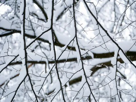 Winter forest trees Stock Photos