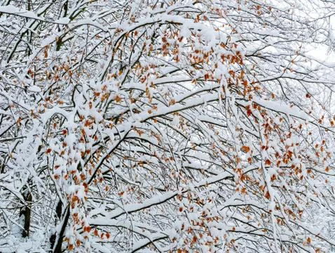 Winter forest trees Stock Photos