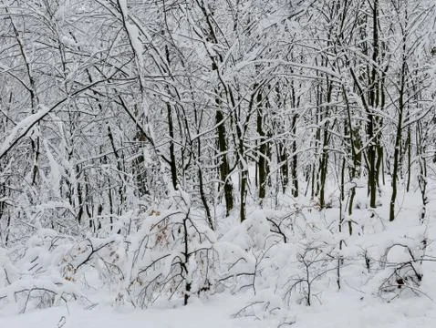 Winter forest trees Stock Photos