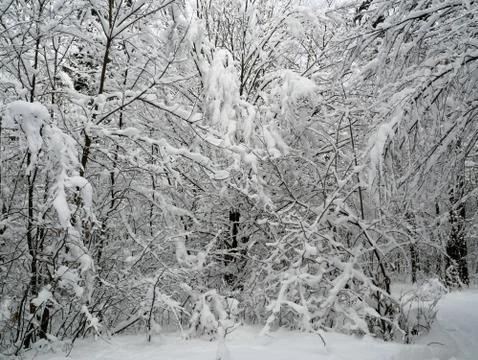 Winter forest trees Stock Photos
