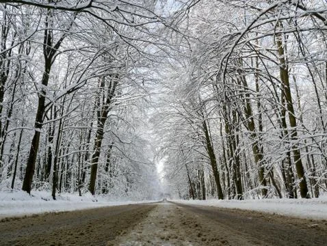 Winter forest trees Stock Photos