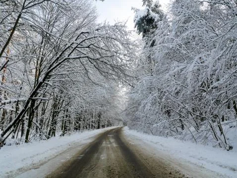 Winter forest trees Stock Photos