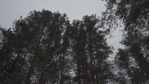 Winter forest trees rotating in the sky slow motion pan Stock Footage 104690612