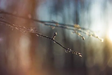 Winter forest. Trees in the snow Stock Photos