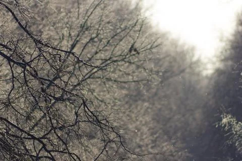 Winter forest. Trees in the snow Stock Photos