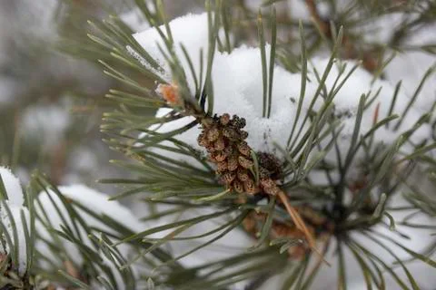 Winter forest, trees, spruce, pine, fir under snow. Tree branches bend under  Stock Photos