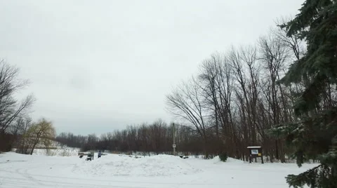 Winter Forest Trees Steadicam Flow Stock Footage 62082937