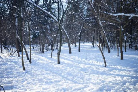 Winter forest, trees at sunny day Stock Photos