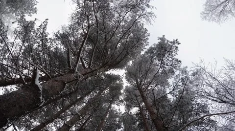 Winter Forest. Trees under snow. 4K. Stock Footage 59846844