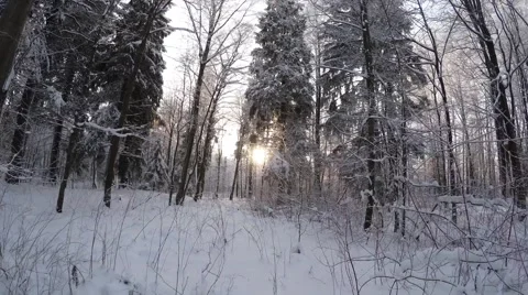 Winter Forest. Trees under snow. Beautiful rime on branches of trees. 4K. Stock Footage 59846873