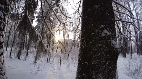 Winter Forest. Trees under snow. 4K. Stock Footage 59847366