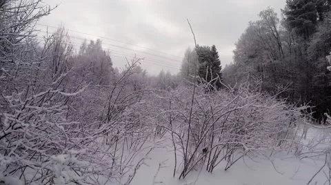 Winter Forest. Trees under snow. 4K. Stock Footage 59847738