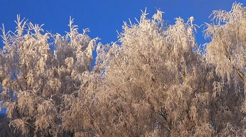 Winter Forest. Trees under snow in the winter forest. Sunny day. Stock Footage 61036616
