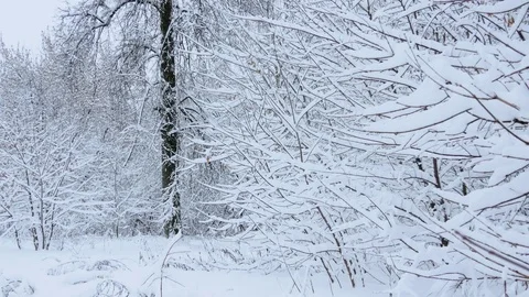 Winter forest, trees under the snow 스톡 동영상 85312222