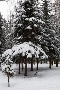 Winter forest. trees under the snow. Stock Photos