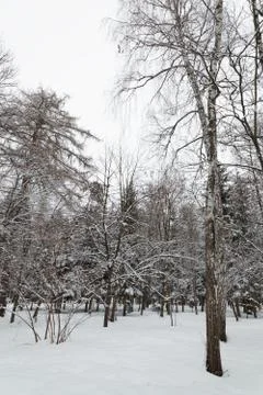 Winter forest. trees under the snow. Stock Photos