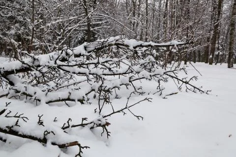 Winter forest. trees under the snow. Stock Photos