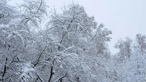 Winter forest, trees under the snow2 Stock Footage 85317992