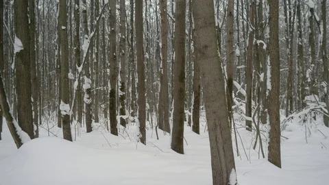 Winter forest. Trees in winter forest. Video shooting with hands in the winter Stock Footage 102239490