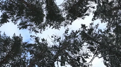 Winter forest with treetops and branches covered snow and looking to the sky. Stock Footage 60242703