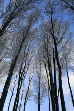 Winter Forest Treetops 库存照片