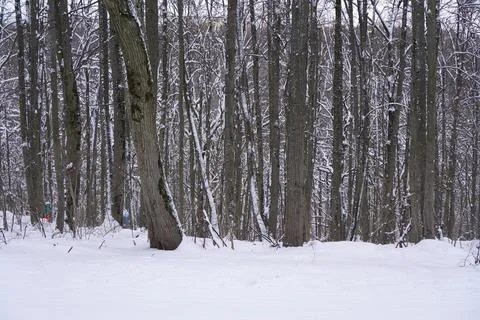 Winter forest with trunks of tall trees on a background of white snow durin.. Foto stock