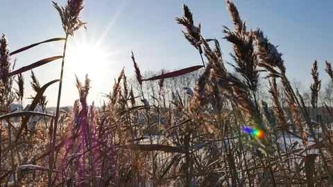 Winter forest. The trunks of the trees against the sun. Slider Stock Footage 69772095
