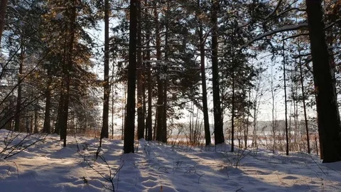 Winter forest. The trunks of the trees against the sun. Slider Stock Footage 69773036