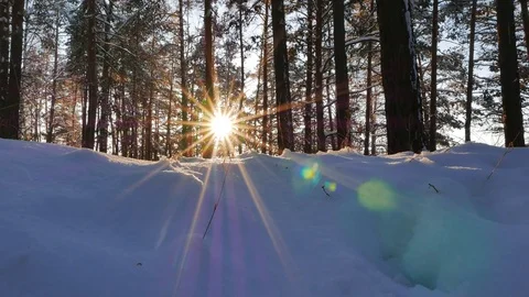 Winter forest. The trunks of the trees against the sun. Slider Stock Footage 69773514