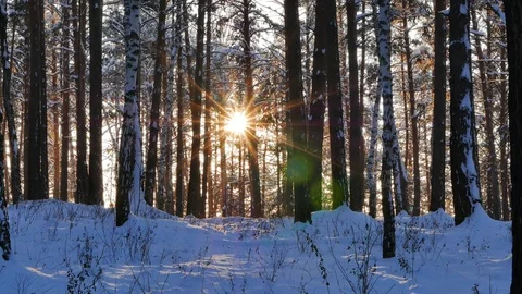 Winter forest. The trunks of the trees against the sun. Slider Stock Footage 69773575