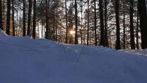 Winter forest. The trunks of the trees against the sun. Slider Stock Footage 69773626