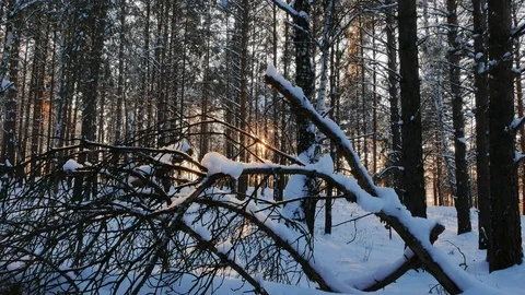 Winter forest. The trunks of the trees against the sun. Slider Stock Footage 69773731