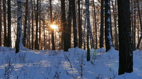 Winter forest. The trunks of the trees against the sun. Slider Stock Footage 69774297