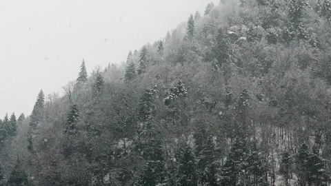 Winter forest under heavy snowfall on river bank against background of mountains Stock-Footage 270319914