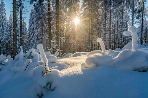 Winter forest under lots of snow illuminated by golden hour sun. Blue and gold Stock Photos