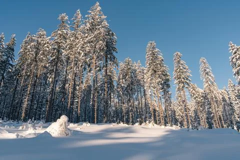 Winter forest under lots of snow illuminated by golden hour sun. Blue and gold Stock Photos