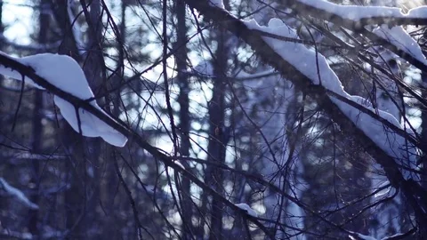 Winter forest under snow snowflakes Stock Footage 73670212