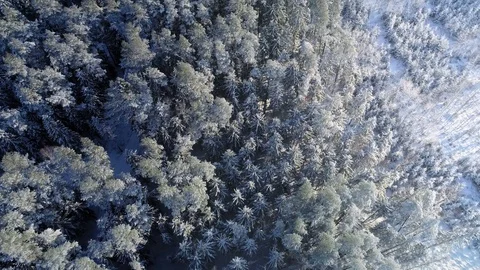 Winter Forest, Vertical View From Above Stock Footage 85322099