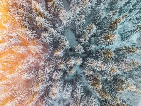 Winter Forest View From Above During Evening Time Foto stock