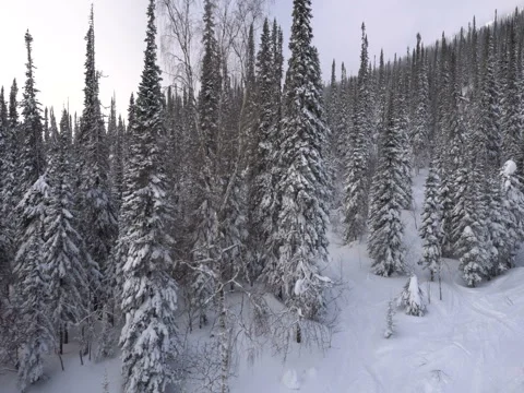 Winter forest view from above Video stock 70926777