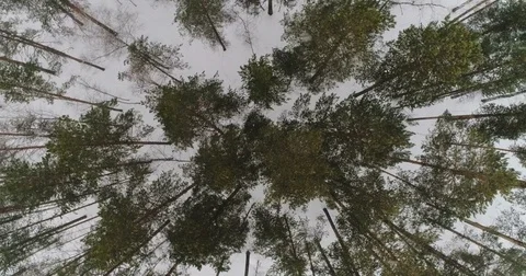 Winter forest view from above Stock Footage 72821847